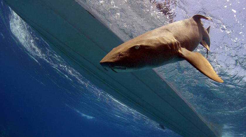 Join Earthwatch on this one of a kind study to help researchers collect data on the integral role sharks and rays play within their ecosystems and the best way to conserve them. | Demian Chapman